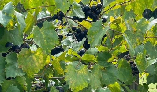 Photo #33 of 1717 Heritage Rd., Loris, SC 51.3 acres