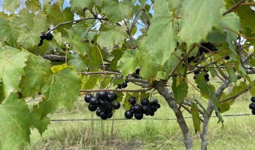 Photo #34 of 1717 Heritage Rd., Loris, SC 51.3 acres