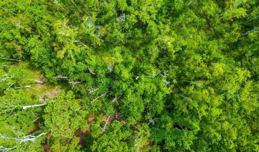 Photo #6 of TBD Highway 111, Little River, SC 8.4 acres