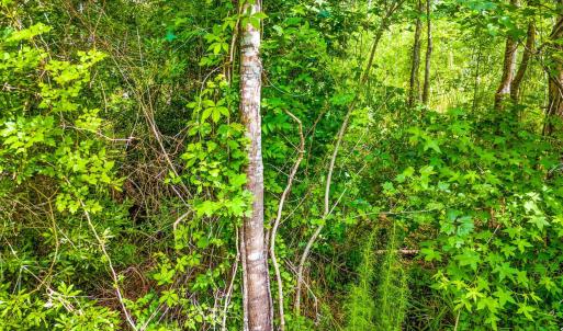 Photo #8 of TBD Highway 111, Little River, SC 8.4 acres