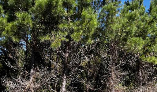 Photo #4 of 1677 Cockfield Rd., Scranton, SC 11.8 acres