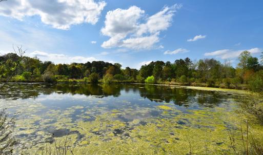 Water view with a view of trees