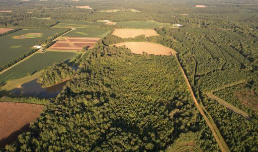 Photo #11 of 61.77 Acres-TBD Marion Church Rd., Salters, SC 61.8 acres