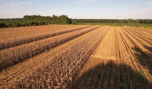 Photo #8 of 61.77 Acres-TBD Marion Church Rd., Salters, SC 61.8 acres