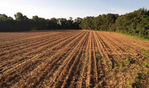 Photo #6 of 61.77 Acres-TBD Marion Church Rd., Salters, SC 61.8 acres