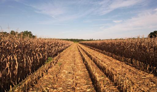 Photo #7 of 61.77 Acres-TBD Marion Church Rd., Salters, SC 61.8 acres