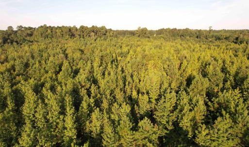 Photo #12 of 61.77 Acres-TBD Marion Church Rd., Salters, SC 61.8 acres