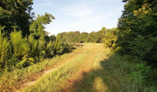 Photo #3 of 61.77 Acres-TBD Marion Church Rd., Salters, SC 61.8 acres
