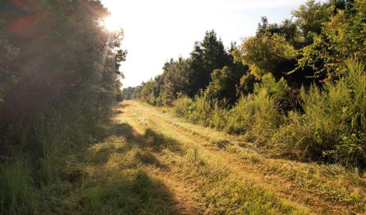 Photo #4 of 61.77 Acres-TBD Marion Church Rd., Salters, SC 61.8 acres