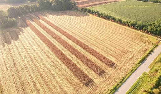 Photo #9 of 61.77 Acres-TBD Marion Church Rd., Salters, SC 61.8 acres