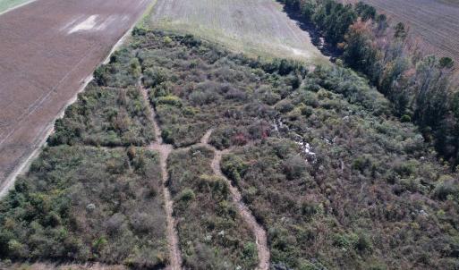 Photo #9 of 64 Acres-TBD Vox Hwy., Lake City, SC 64.0 acres