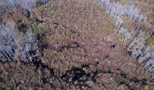 Photo #5 of 64 Acres-TBD Vox Hwy., Lake City, SC 64.0 acres