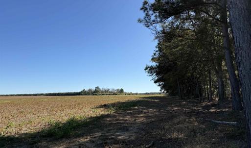 Photo #2 of 52 Acres-TBD Vox Hwy., Lake City, SC 52.0 acres