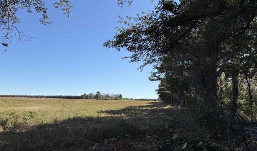 Photo #11 of 52 Acres-TBD Vox Hwy., Lake City, SC 52.0 acres
