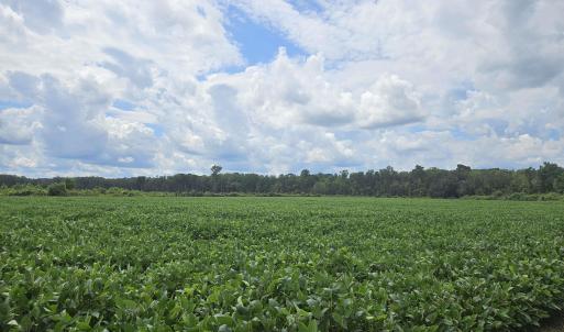 Photo #1 of 56.3AC Farguson Rd., Nichols, SC 56.3 acres