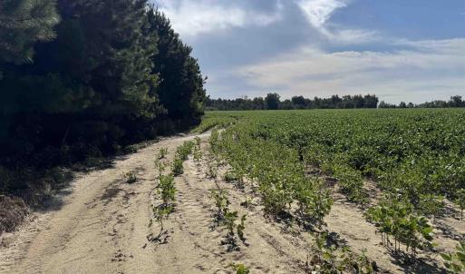 View of road with agricultural plots and a rural v