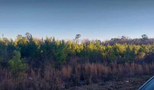 View of wooded area