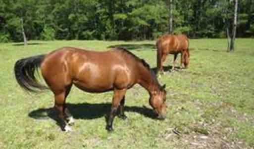 Photo #5 of 4013 Thomas Rd., Little River, SC 8.6 acres