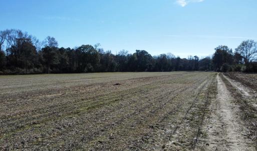 Photo #15 of TBD Highway 917, Nichols, SC 20.9 acres