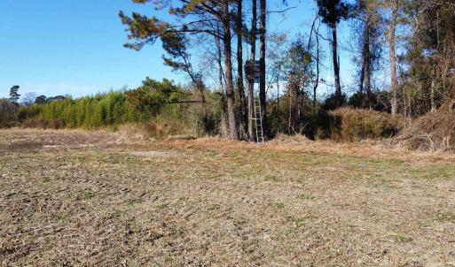 Photo #19 of TBD Highway 917, Nichols, SC 20.9 acres