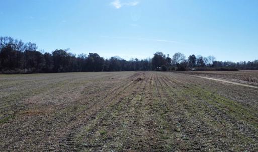 Photo #16 of TBD Highway 917, Nichols, SC 20.9 acres