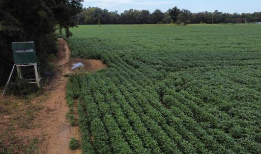 Photo #9 of TBD Hwy 9, Green Sea, SC 65.2 acres