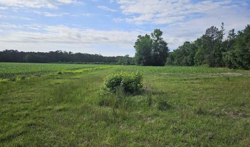 Photo #3 of 40ac Willoughby Rd., Nichols, SC 40.0 acres