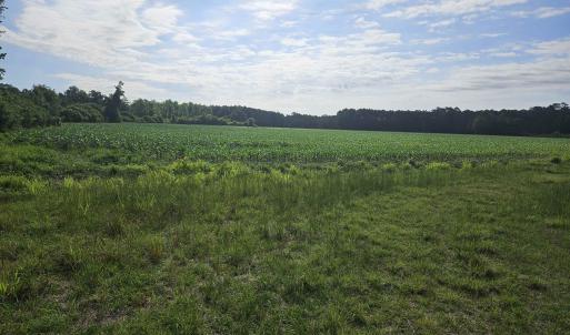 Photo #1 of 40ac Willoughby Rd., Nichols, SC 40.0 acres