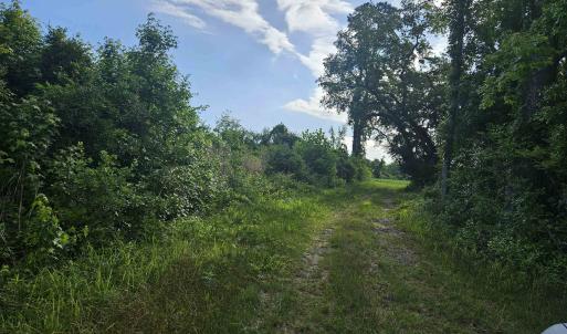 Photo #2 of 40ac Willoughby Rd., Nichols, SC 40.0 acres