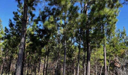 Photo #3 of 1291 Cockfield Rd., Scranton, SC 11.8 acres