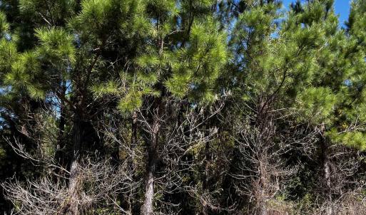 Photo #4 of 1291 Cockfield Rd., Scranton, SC 11.8 acres