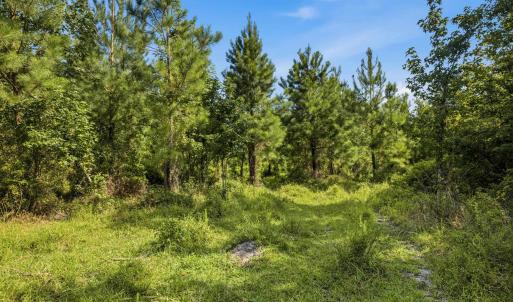 Photo #35 of 6400 Black Creek Rd., Nichols, SC 93.5 acres