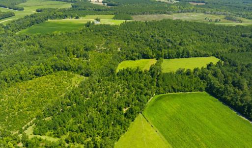 Photo #24 of 6400 Black Creek Rd., Nichols, SC 93.5 acres