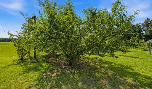 Photo #44 of 6400 Black Creek Rd., Nichols, SC 93.5 acres