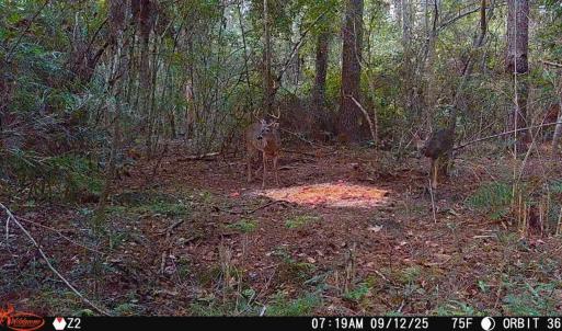 Photo #10 of 6400 Black Creek Rd., Nichols, SC 93.5 acres