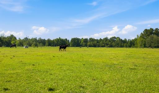 Photo #31 of 6400 Black Creek Rd., Nichols, SC 93.5 acres