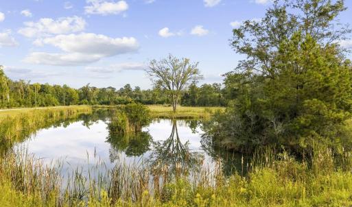 Photo #5 of TBD Bratcher Rd., Conway, SC 46.0 acres