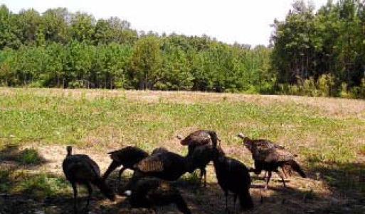 Photo #71 of 2052 Twenty-Two Road, Pamplin, VA 486.0 acres