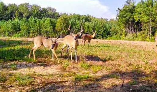 Photo #72 of 2052 Twenty-Two Road, Pamplin, VA 486.0 acres