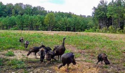 Photo #73 of 2052 Twenty-Two Road, Pamplin, VA 486.0 acres