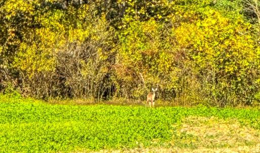 Photo #76 of 2052 Twenty-Two Road, Pamplin, VA 486.0 acres