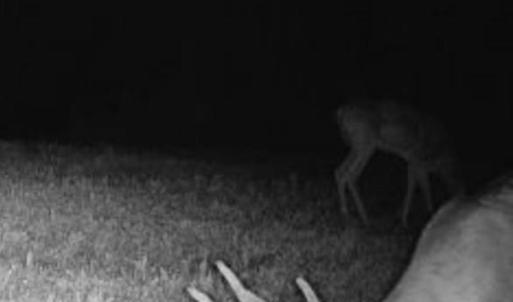 Photo #77 of 2052 Twenty-Two Road, Pamplin, VA 486.0 acres