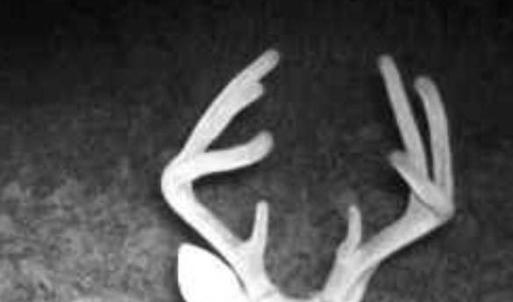 Photo #80 of 2052 Twenty-Two Road, Pamplin, VA 486.0 acres