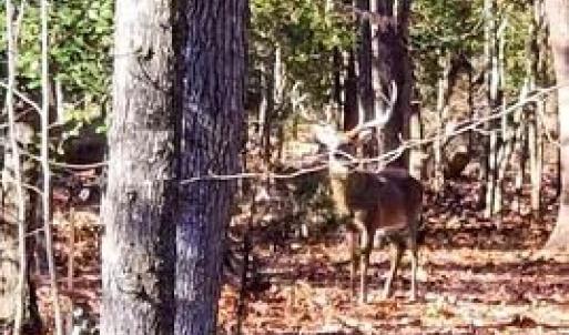 Photo #82 of 2052 Twenty-Two Road, Pamplin, VA 486.0 acres