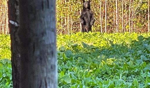 Photo #84 of 2052 Twenty-Two Road, Pamplin, VA 486.0 acres