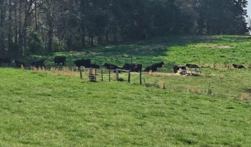 Cows Taking A Break!