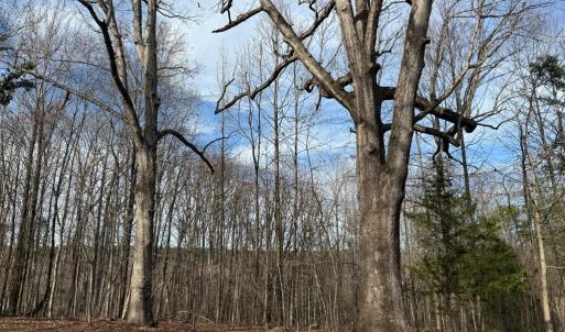 Photo #43 of 1228 Rosser Mill Road, Pamplin, VA 99.8 acres