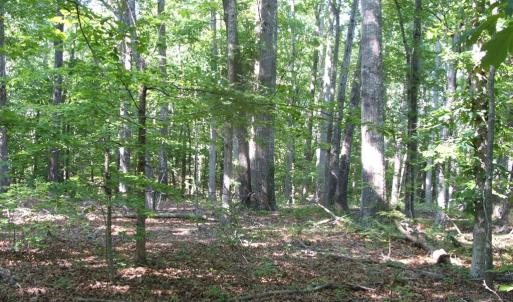 Photo #21 of 3859 Saxkey Road, Saxe, VA 21.8 acres