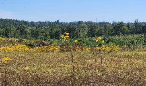 Photo #25 of Glenmore Road, Scottsville, VA 1,202.0 acres