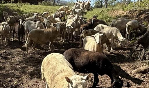 sheep